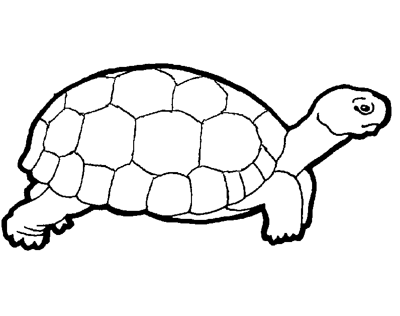 Turtle Color Pages 2